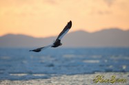 オオワシ　Steller's sea eagle　背景は国後島　The background is the Kunashir Island