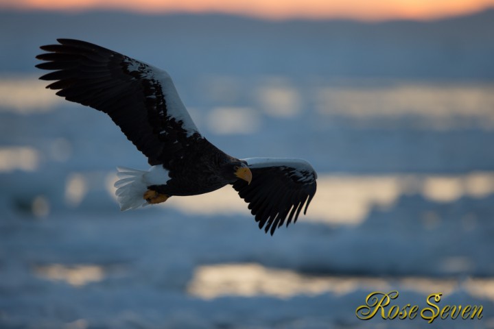 朝焼け時のオオワシの飛翔　流氷上