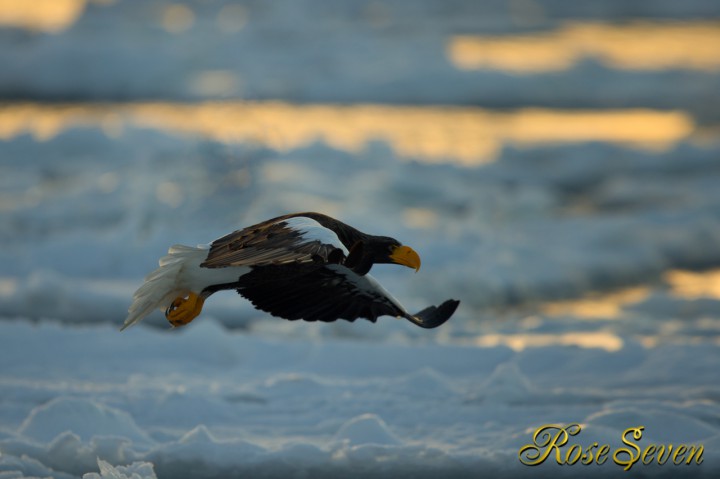 朝焼け時のオオワシの飛翔　流氷上