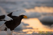 オオワシ　Steller's sea eagle