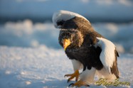 オオワシ　Steller's sea eagle