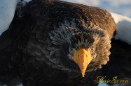 オオワシ　Steller's sea eagle