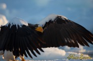 オオワシ　Steller's sea eagle