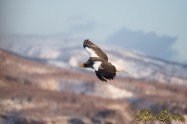 オオワシ　Steller's sea eagle