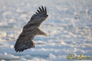 オジロワシ White-tailed eagle