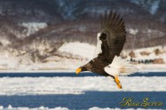 オオワシ　Steller's sea eagle