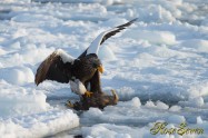 Steller's sea eagle　White-tailed eagle