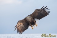 オジロワシ White-tailed eagle