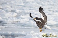 オオワシ　Steller's sea eagle