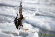 オオワシ　Steller's sea eagle