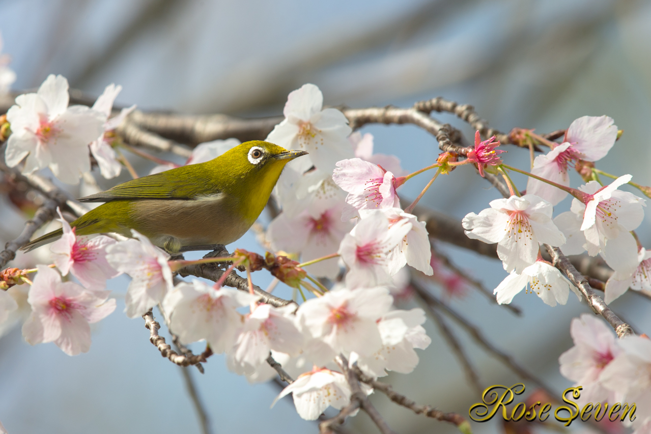 家族で鳥見