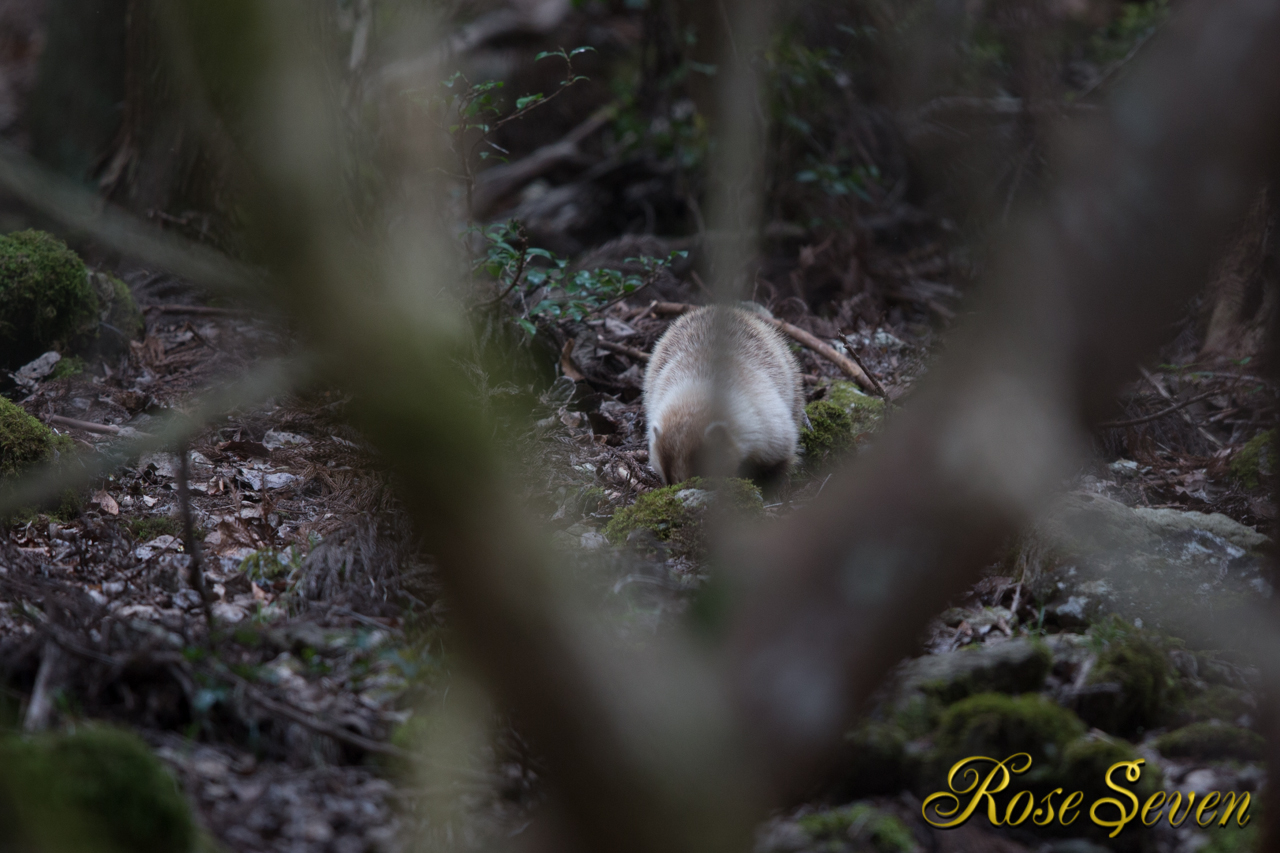 アナグマ確認