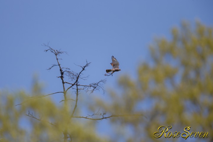 Grey-faced buzzard