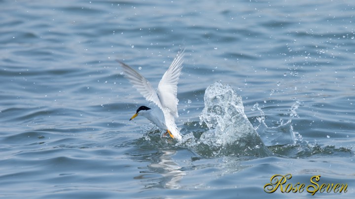 Little Tern