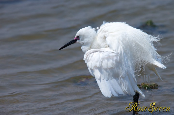 Little egret(Nuptial color)