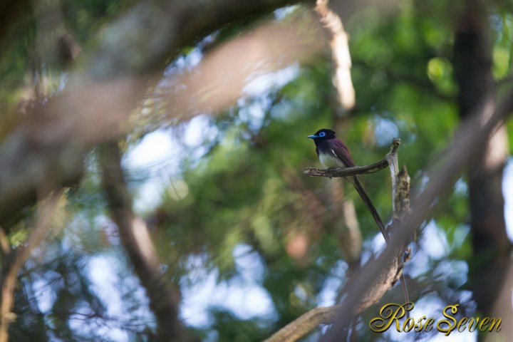 Japanese Paradise Flycatcher