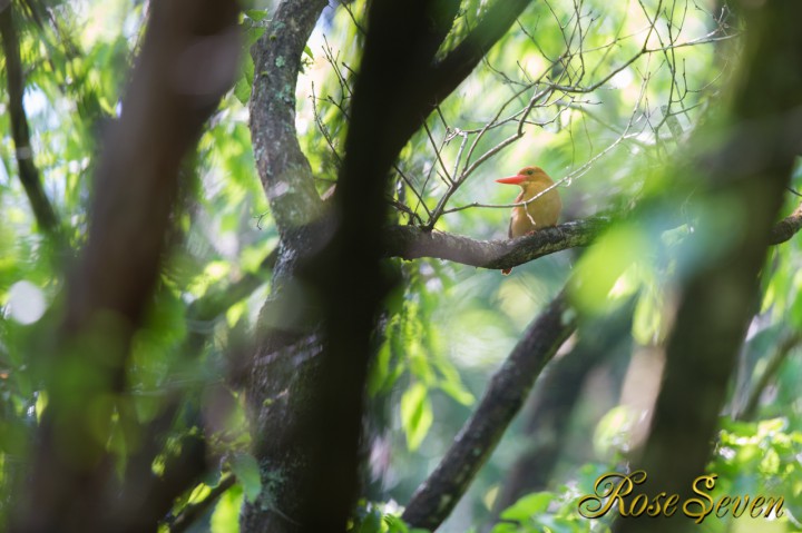 Ruddy Kingfisher