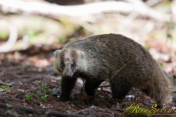 Japanese Badger