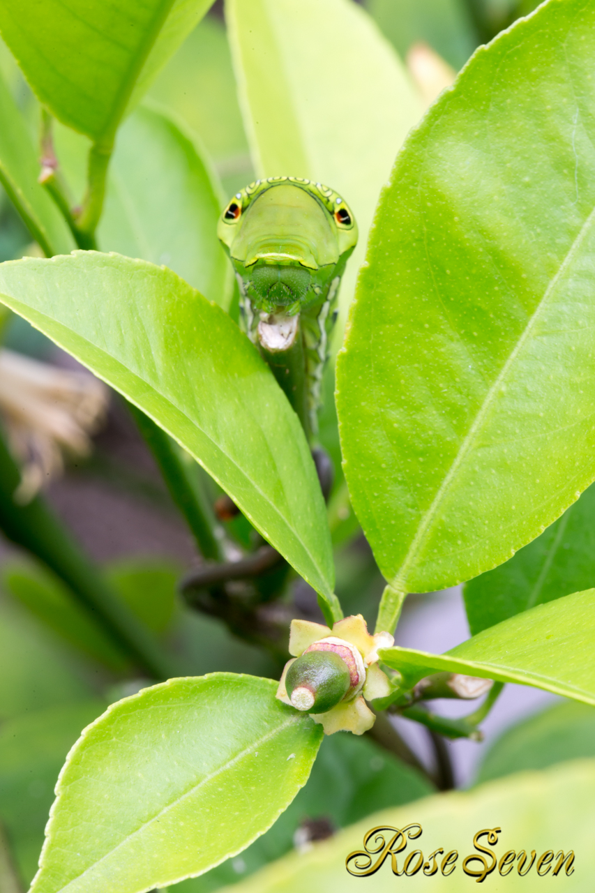 Lemon and caterpillar