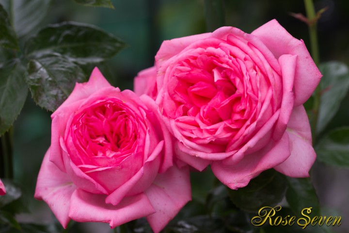 ※ラ　ローズ　ドゥ　モリナール　La Rose de Molinard