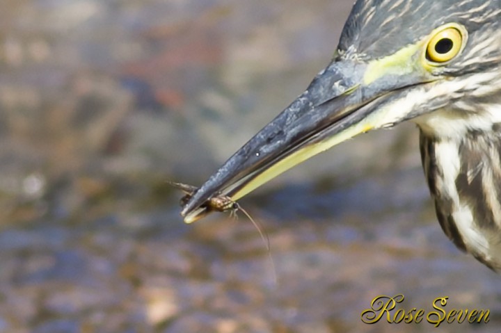 Green-backed heron Striated heron　ササゴイ　ルアー