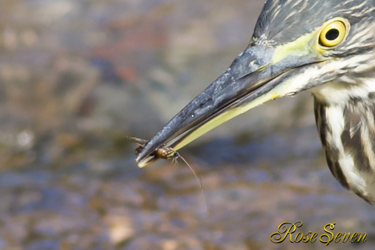 ササゴイ　ルアー　(Green-backed heron hunting)