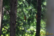 アカショウビン Ruddy Kingfisher