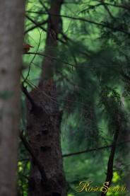 アカショウビン Ruddy Kingfisher ※営巣放棄した有名探鳥地ではありません