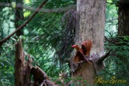 アカショウビン Ruddy Kingfisher　巣作り中