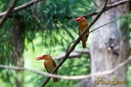 アカショウビン Ruddy Kingfisher　ペア　巣作り中ホームポジション　