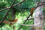 アカショウビン Ruddy Kingfisher　ペア　巣作り中