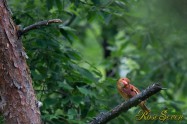 アカショウビン Ruddy Kingfisher