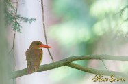 アカショウビン　餌場横　Ruddy Kingfisher