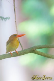 アカショウビン　メス　 Ruddy Kingfisher