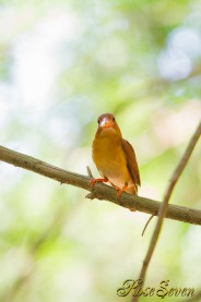 アカショウビン　オス　 Ruddy Kingfisher