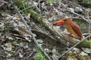 アカショウビン（オス）　サワガニ Ruddy Kingfisher