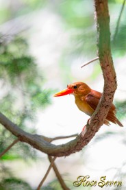 アカショウビン　メス　求愛給餌後　 Ruddy Kingfisher