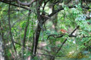 アカショウビン Ruddy Kingfisher