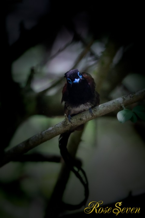 サンコウチョウ　Japanese Paradise Flycatcher