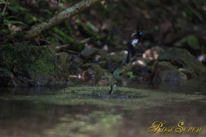 サンコウチョウ　Japanese Paradise Flycatcher