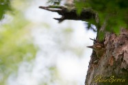 アカショウビン 巣立ち前　Ruddy Kingfisher（Chicks）