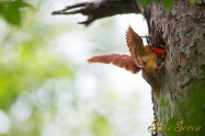 アカショウビン Ruddy Kingfisher