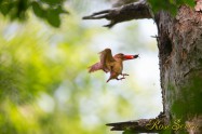 アカショウビン Ruddy Kingfisher