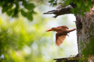 アカショウビン Ruddy Kingfisher