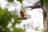 アカショウビン 巣立ち　 Ruddy Kingfisher Nesting