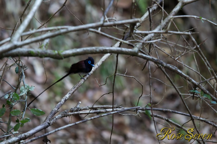 サンコウチョウ　Japanese Paradise Flycatcher