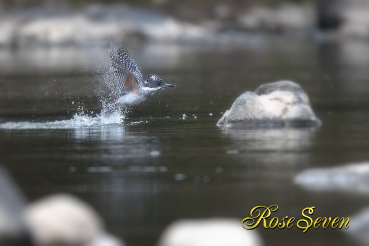 ヤマセミ　Crested Kingfisher　※ Canon EOS-1D X Mark II f/4 1/1000sec ISO-1250 600mm