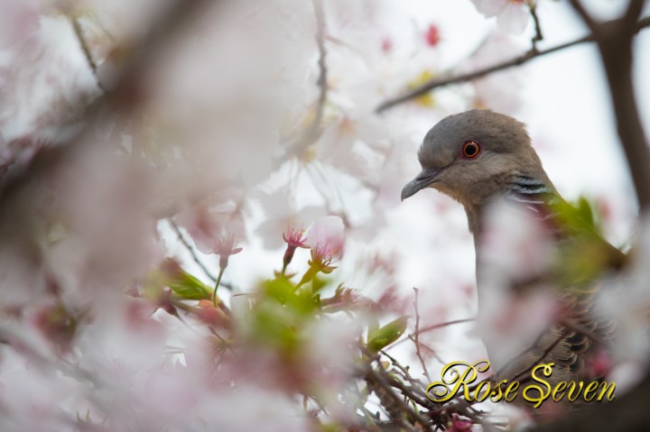 覗き見