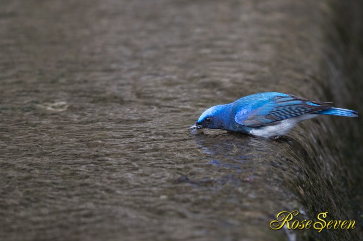 オオルリ 水飲み