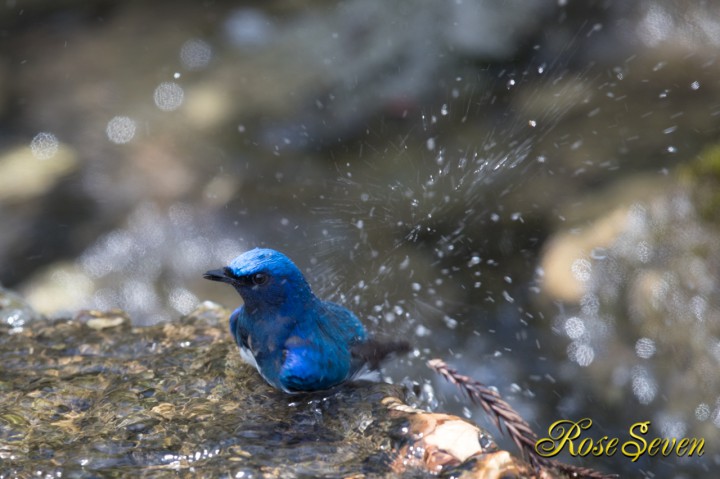 オオルリ　水浴び